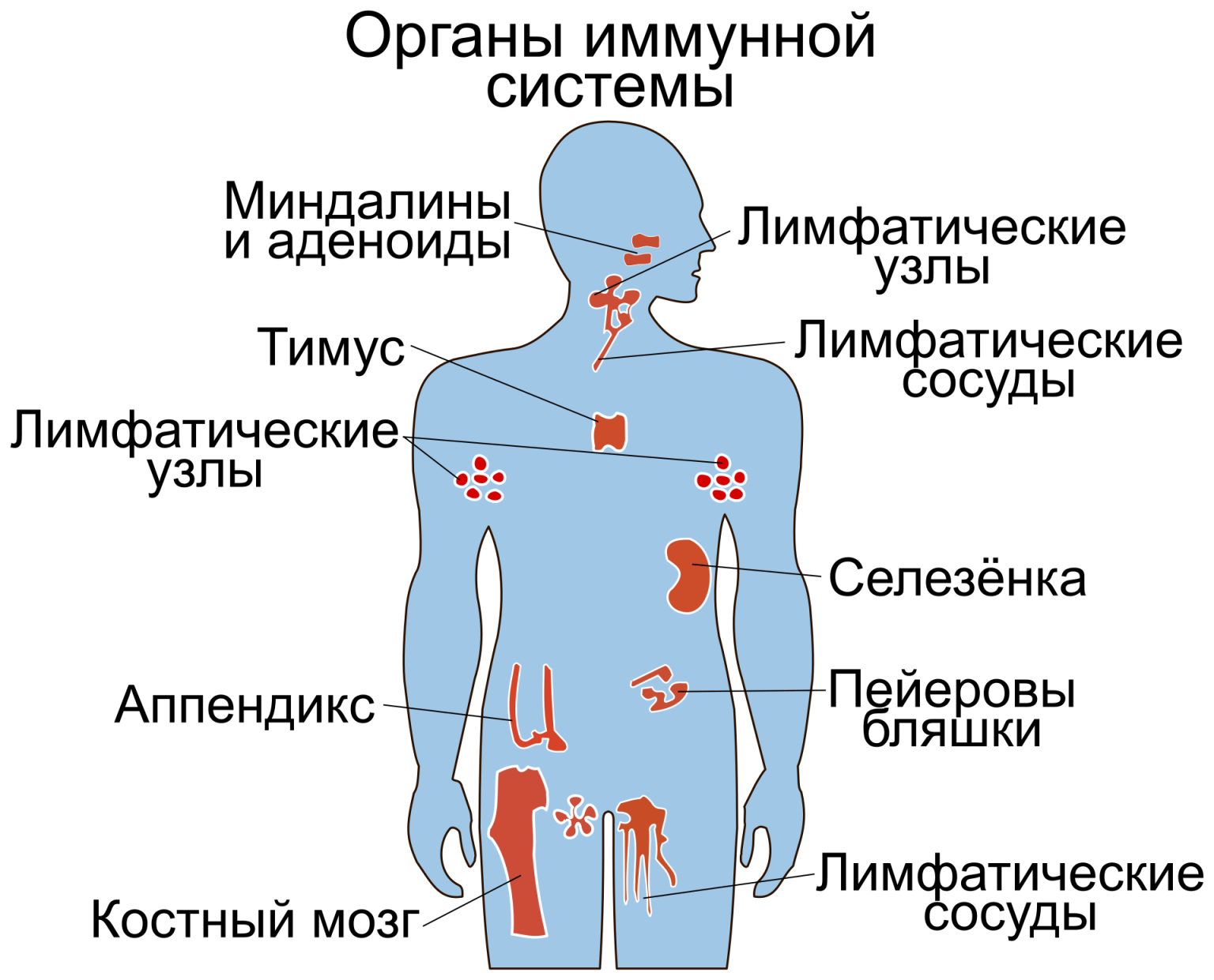 Иммунная система состоит из. Схема расположения центральных и периферических органов иммунитета. Строение иммунной системы человека схема. Иммунная система Центральная и периферическая схема. Строение иммунной системы человека таблица.