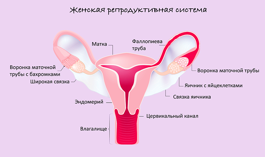 Женская половая система матка. Строение женской репродуктивной системы анатомия. Репродуктивная система женщины матка. Строение репродуктивной системы женщины. Женская репродуктивная си тема.